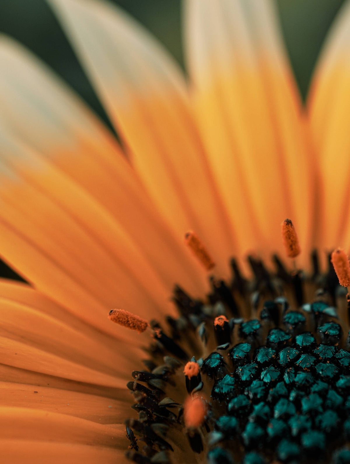Extrait de calendula
