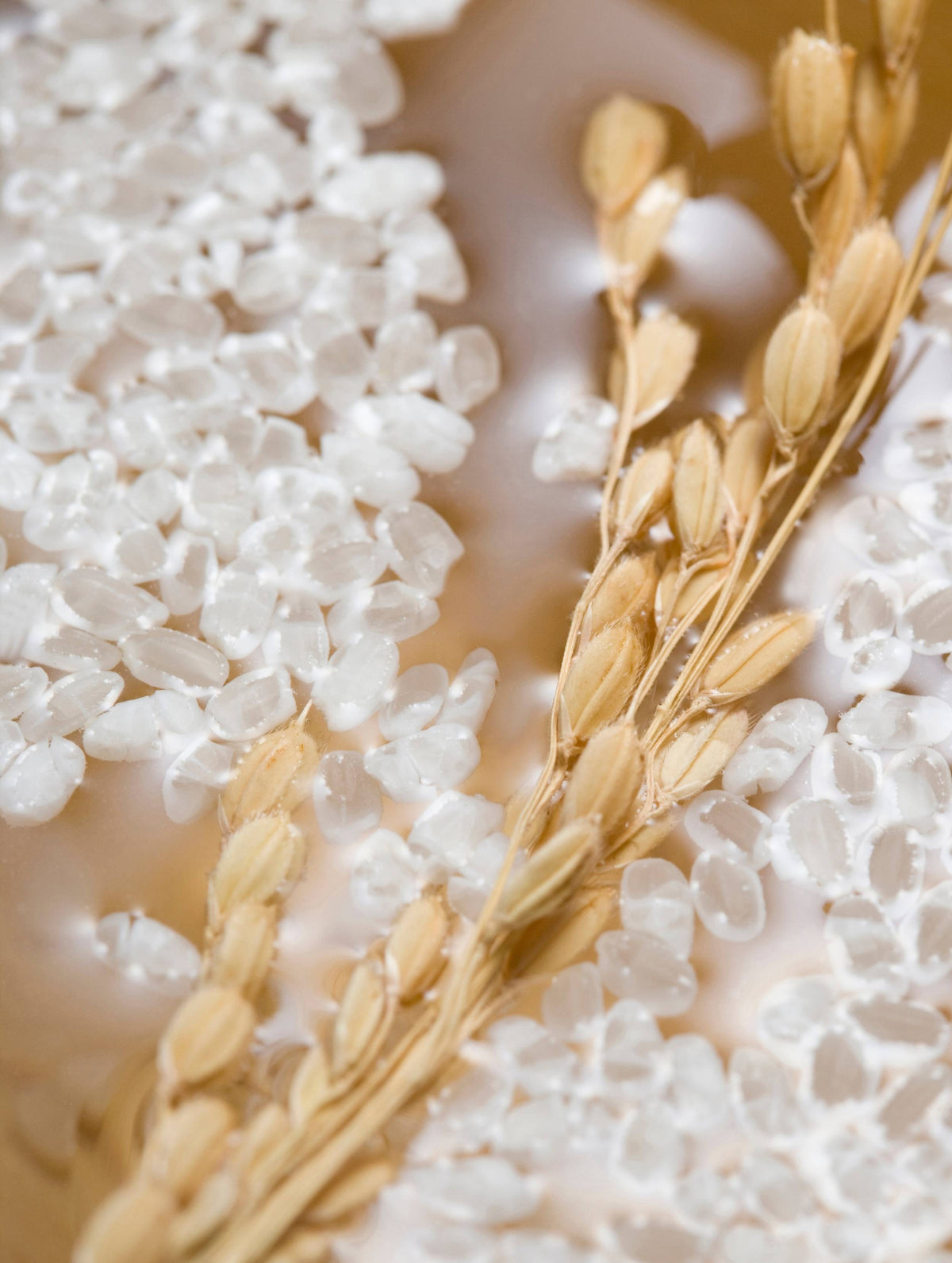 Protéines de riz hydrolysées